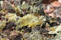 Silvergreen Bryum moss on a fallen log in a forest