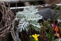 silverleaf - Lunaria annua plant in the garden