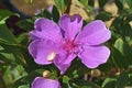 Silverleafed Princess flower, Tibouchina mutabilis, on garden Royalty Free Stock Photo