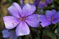 Silverleafed Princess flower, Tibouchina mutabilis, Rio Royalty Free Stock Photo