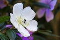 Silverleafed Princess flower, Tibouchina mutabilis, Rio Royalty Free Stock Photo