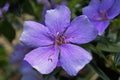 Silverleafed Princess flower, Tibouchina mutabilis, Rio Royalty Free Stock Photo