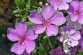 Silverleafed Princess flowers, Tibouchina mutabilis, on garden Royalty Free Stock Photo