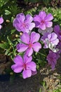 Silverleafed Princess flowers, Tibouchina mutabilis, on garden Royalty Free Stock Photo