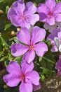 Silverleafed Princess flowers, Tibouchina mutabilis, on garden