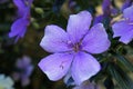 Silverleafed Princess flowers, Tibouchina mutabilis, Rio Royalty Free Stock Photo