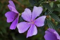 Silverleafed Princess flowers, Tibouchina mutabilis, Rio Royalty Free Stock Photo