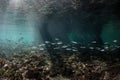 Silversides School in Mangrove in Indonesia Royalty Free Stock Photo