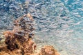 Silversides schooling fish Royalty Free Stock Photo