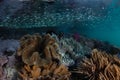 Silversides Swimming Over Shallow Reef Royalty Free Stock Photo