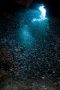 Silversides and Underwater Grotto Royalty Free Stock Photo