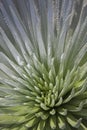 Silversword