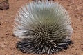 Silversword