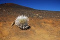 Silversword at Haleakala National Park