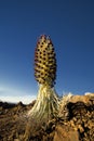 Silversword plant in flower, Haleakala National Park, Maui, Hawaii Royalty Free Stock Photo