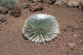 Silversword Plant on Haleakala Volcano Royalty Free Stock Photo