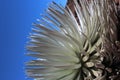 Silversword Plant on Haleakala Volcano Royalty Free Stock Photo