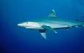 Silvertip Reefshark