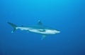 Silvertip Reefshark Royalty Free Stock Photo