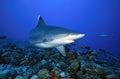 SILVERTIP SHARK/carcharhinus albimarginatus Royalty Free Stock Photo