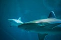 A silvertip shark swimming in a blue water aquarium in Singapore Royalty Free Stock Photo