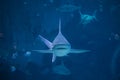 A silvertip shark swimming toward camera in aquarium in Singapore Royalty Free Stock Photo