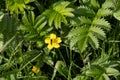 Silverweed cinquefoil and a Lesser spearwort flower growing wild