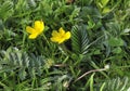Silverweed Royalty Free Stock Photo