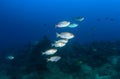 Silvery bigeye fish underwater