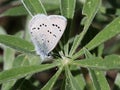 Silvery Blue Butterfly on a Lupine Leaf Royalty Free Stock Photo