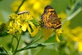 A Silvery Checkerspot Brushfoot butterfly feeds on a wildflower