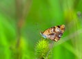 Silvery Checkerspot (Chlosyne nycteis)