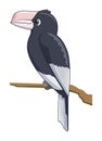 Silvery cheeked hornbill bird on a white background