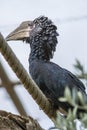 Silvery-cheeked hornbill, bycanistes brevis, close-up