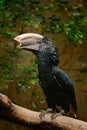 Silvery-cheeked hornbill, Bycanistes brevis, detail portrait of beautiful forest bird, Ethiopia, Sudan, Kenya, Tanzania. Bill bird