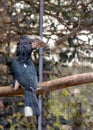 Silvery-cheeked Hornbill (Bycanistes brevis) in East Africa