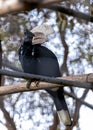 Silvery-cheeked Hornbill (Bycanistes brevis) in East Africa