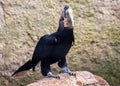 Silvery-cheeked Hornbill (Bycanistes brevis) in East Africa