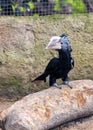 Silvery-cheeked Hornbill (Bycanistes brevis) in East Africa