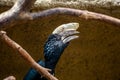 Silvery-cheeked Hornbill (Bycanistes brevis) in East Africa