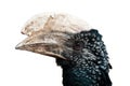 Silvery-cheeked Hornbill (Bycanistes brevis) isolated on a white background