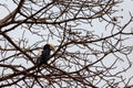 Silvery-cheeked hornbill (Bycanistes brevis) in Lake Manyara National Park, Tanzania