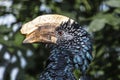 The silvery-cheeked hornbill Bycanistes brevis is a large species of hornbill found in Africa.