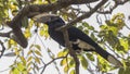 Silvery-cheeked Hornbill on Branch