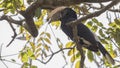 Silvery-cheeked Hornbill on Tree Branch