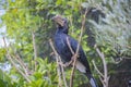 Silvery-cheeked hornbill, bycanistes brevis