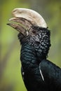 Silvery-cheeked hornbill Bycanistes brevis