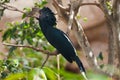 Silvery-cheeked Hornbill