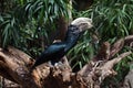 Silvery-cheeked hornbill (Bycanistes brevis).