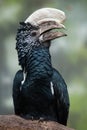 Silvery-cheeked hornbill (Bycanistes brevis).